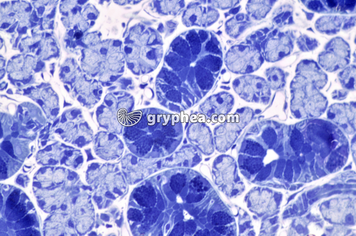 Glande salivaire semi-fine x160 - gryphea.org